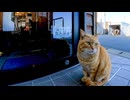 この界隈のボス猫さん出禁食らって立ち尽くす