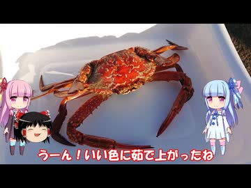 琴葉姉妹と行く釣行記録（海釣り編part42 4/7）