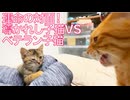 運命の対面！ムギワラ子猫vsベテラン子猫