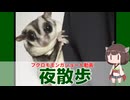 【 #フクロモモンガ 】長老の夜散歩！みんなもう夕食食べてるけど食べなくていいの？【 #おはモモンガ 】