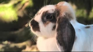 いつもの垂れ耳ウサギとヤギ