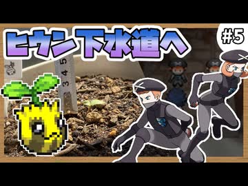 【実況】ヒマナッツがひんしになる度に『現実で向日葵を育てる』縛り #5（BW2版）
