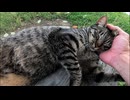 ベンチに座ったら野良猫が駆け寄ってきた