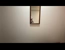 lv3460301211 うさぎ