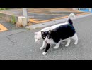 寄り添いあって歩く野良猫