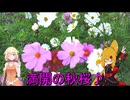 ＮＳ－１で行く！吉野公園のコスモス♪
