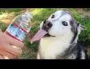 ホモと見るどうしても水が飲みたいイッヌ
