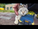 猫島の公園にいた子猫、足元にすり寄ってきてカワイイ