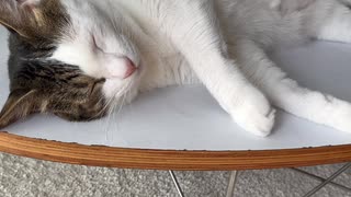 むぎゅ