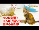 コムギ子猫、宝石獣と珍妙との遭遇