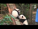PandapiaLive_2024_10_17