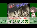 【 #フクロモモンガ 】実はアレルギーで私が食べれないシャインマスカット！フクモモ達は大好き！【 #おはモモンガ 】