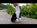 会うと飛び上がって喜ぶ野良猫がかわい過ぎる