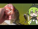 【1分釣り動画投稿祭2024】ずんだもんの釣り8