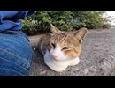 防波堤の近くに1人でいた野良猫をナデナデすると喜んで膝の上に乗ってきた