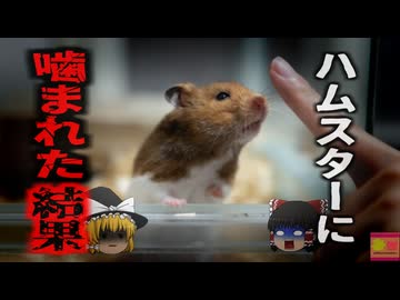 【2024年】『母はハムスターに*された』変わり果てた姿で病院前に倒れていた女性が死亡 原因はたった数ミリの噛み傷？【ゆっくり解説】