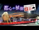 「その存在感に一目惚れ」14メートルのケヤキ　50人が6時間かけて話題のワンビルに植樹