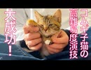 コムギ子猫、高難易度の演技に成功する