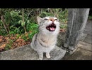公園に野良猫がいたので近づいてナデナデしたら喜んで隣に座ってきた