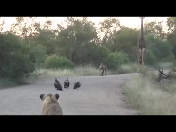 ホモと見るにらみ合うライオンとハゲタカとハイエナとキリン