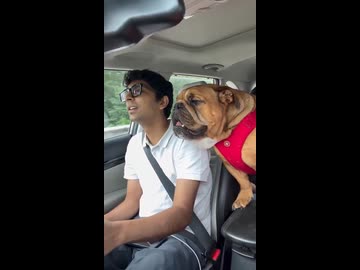 ホモと見る歌に合わせて絶叫する犬