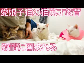 コムギ子猫、珍妙な愛情に囲まれる