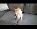 ホモと見るまんまとハメられたネッコ.wana