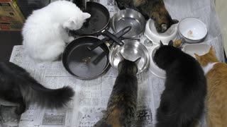 今週のおやつ（本隊）【蒼民家の猫々】