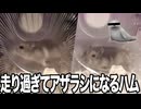 爆走して疲れたらアザラシになるハムスター