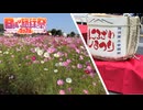 【日帰り旅行祭2024】コスモスとお祭りとビックカメラ