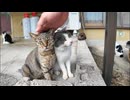 漁港の街で仲良し猫二人組に出会った