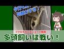 【 #フクロモモンガ 】フクモモの多頭飼いは大変！特にオスは◯し合いに発展する喧嘩するので注意！【 #おはモモンガ 】