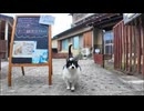 「いらっしゃいませニャン」お客様を門で出迎える猫がかわい過ぎる