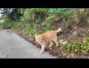 海沿いの一本道を通る人が来ると道路脇の草むらから出てくる猫