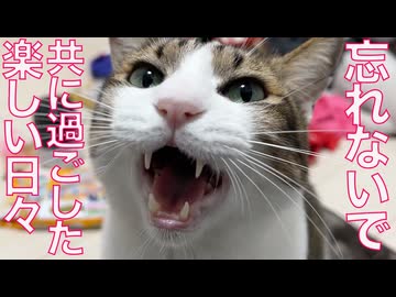 緊急預かりのお姫様猫たち、別れを悟って甘え倒す