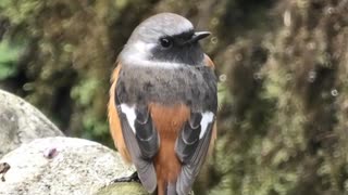 恒例の生き物を眺めるだけ　前半