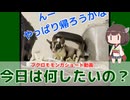【 #フクロモモンガ 】フクモモの行動・やりたいこと・・・飼い主にもわからないことが？！【 #おはモモンガ 】