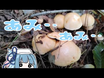 【A.I.VOICEキッチン】採取したキノコを食べる葵ちゃん　トランスフォーム