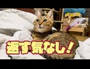 布団絶賛占領中