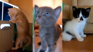 壁を乗り越え脱出後また懸命に戻ろうとする子猫が可愛い「身長は伸びたけど足が短いから苦労するぜ」後半：末っ子の夢ピクピクが止まらない
