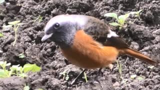 恒例の生き物を眺めるだけ　後半