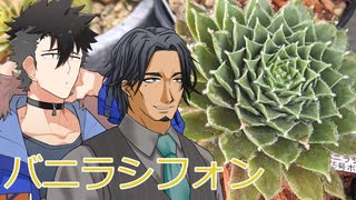 【多肉植物】低音コンビのセンペルビウムチャンネル＃6【ソフトウェアトーク劇場】