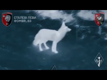 ホモと見る戦地に生きる動物たち