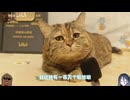 ホモと見るチャンネル登録者100万人を突破してしまう例の猫