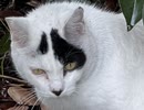 猫を撮影した