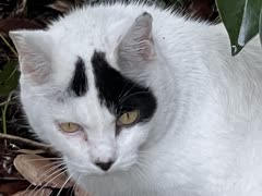 猫を撮影した