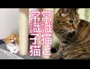 フェネック子猫、心優しき次男坊猫と出会う