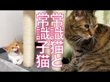フェネック子猫、心優しき次男坊猫と出会う