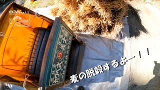 【第296回】麦の脱穀と久しぶりだとと緑竹筍