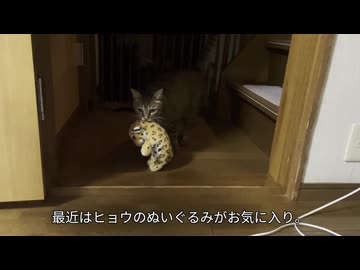 ぬいぐるみを運ぶのが日課なネコさん